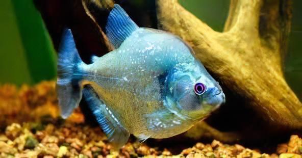 Violet Line Gerys Piranha Serrasalmus Geryi 10cm - Real Aquatics