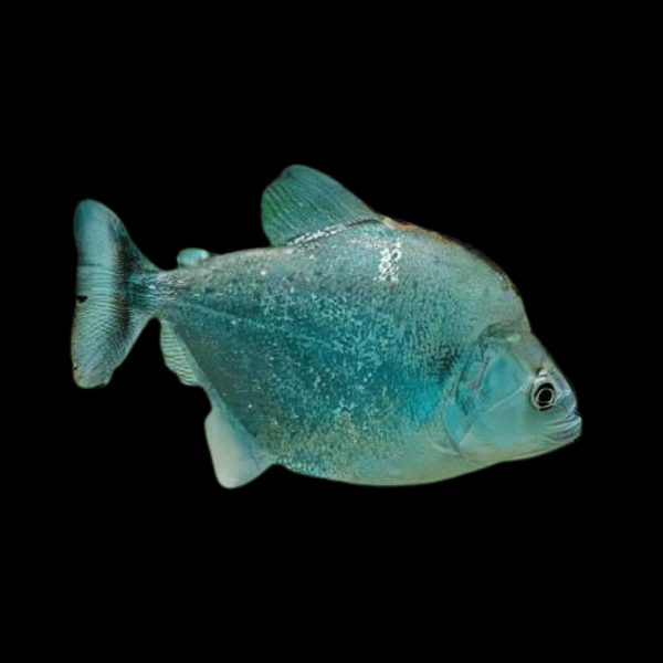 Violet Line Gerys Piranha Serrasalmus Geryi 10cm - Real Aquatics