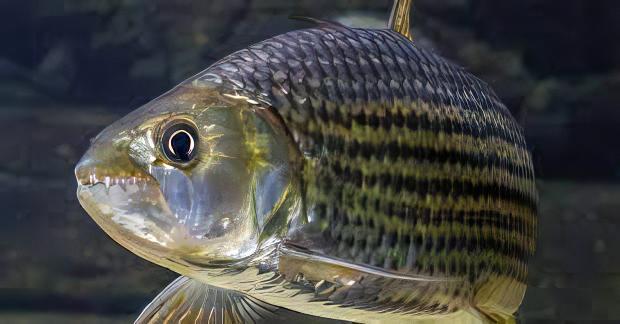 African Vittatus Tiger Fish Hydrocynus Vittatus