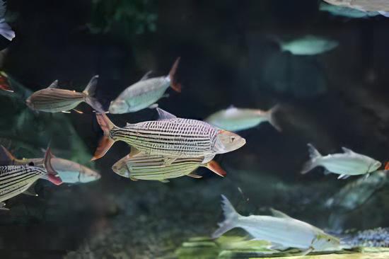 African Vittatus Tiger Fish Hydrocynus Vittatus