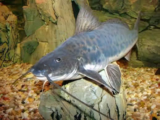 Vulture Catfish Calophysus Macropterus 12cm - Real Aquatics