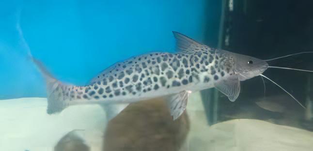 Vulture Catfish Calophysus Macropterus 12cm - Real Aquatics