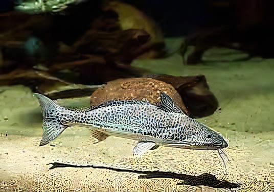 Vulture Catfish Calophysus Macropterus 12cm - Real Aquatics
