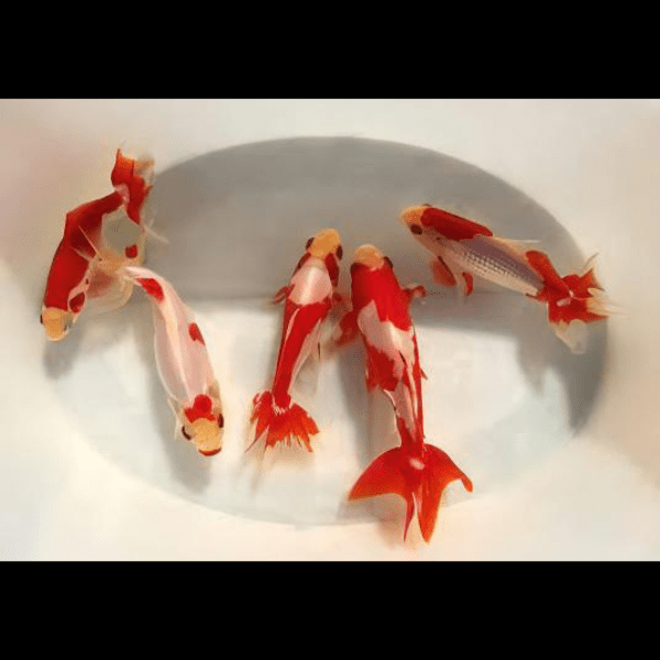 Wakin Goldfish Carassius Auratus 10cm - Real Aquatics