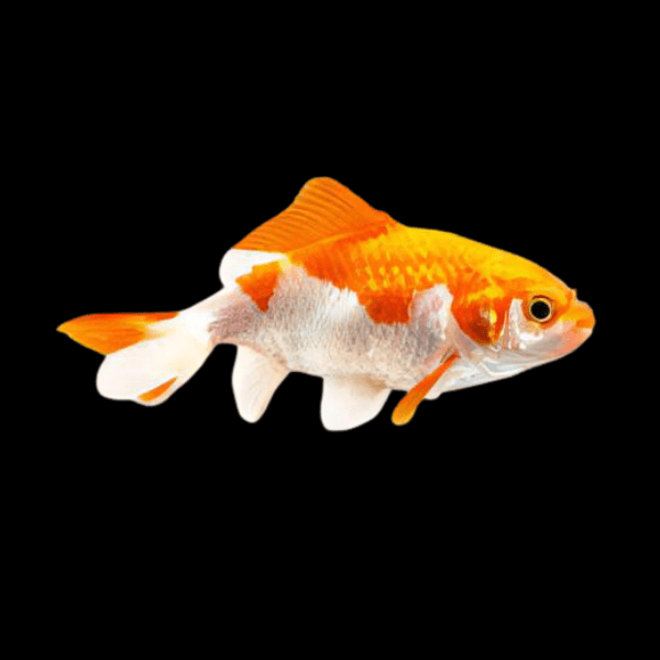 Wakin Goldfish Carassius Auratus 10cm - Real Aquatics