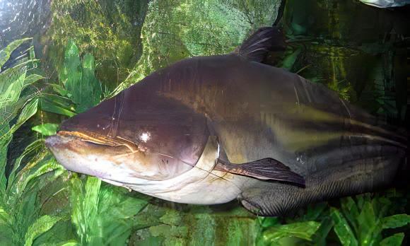 Great Tapah Striped Catfish Wallagoo Leeri 10cm - Real Aquatics