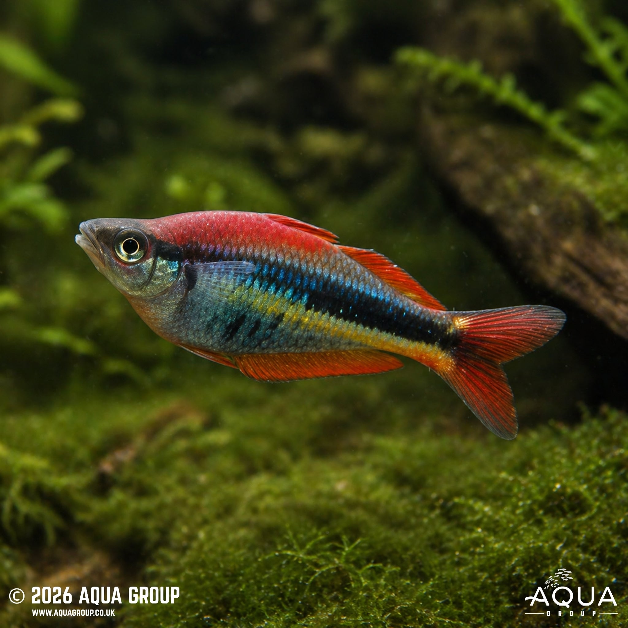 Wapoga Red Rainbowfish (Chilatherina alleni)