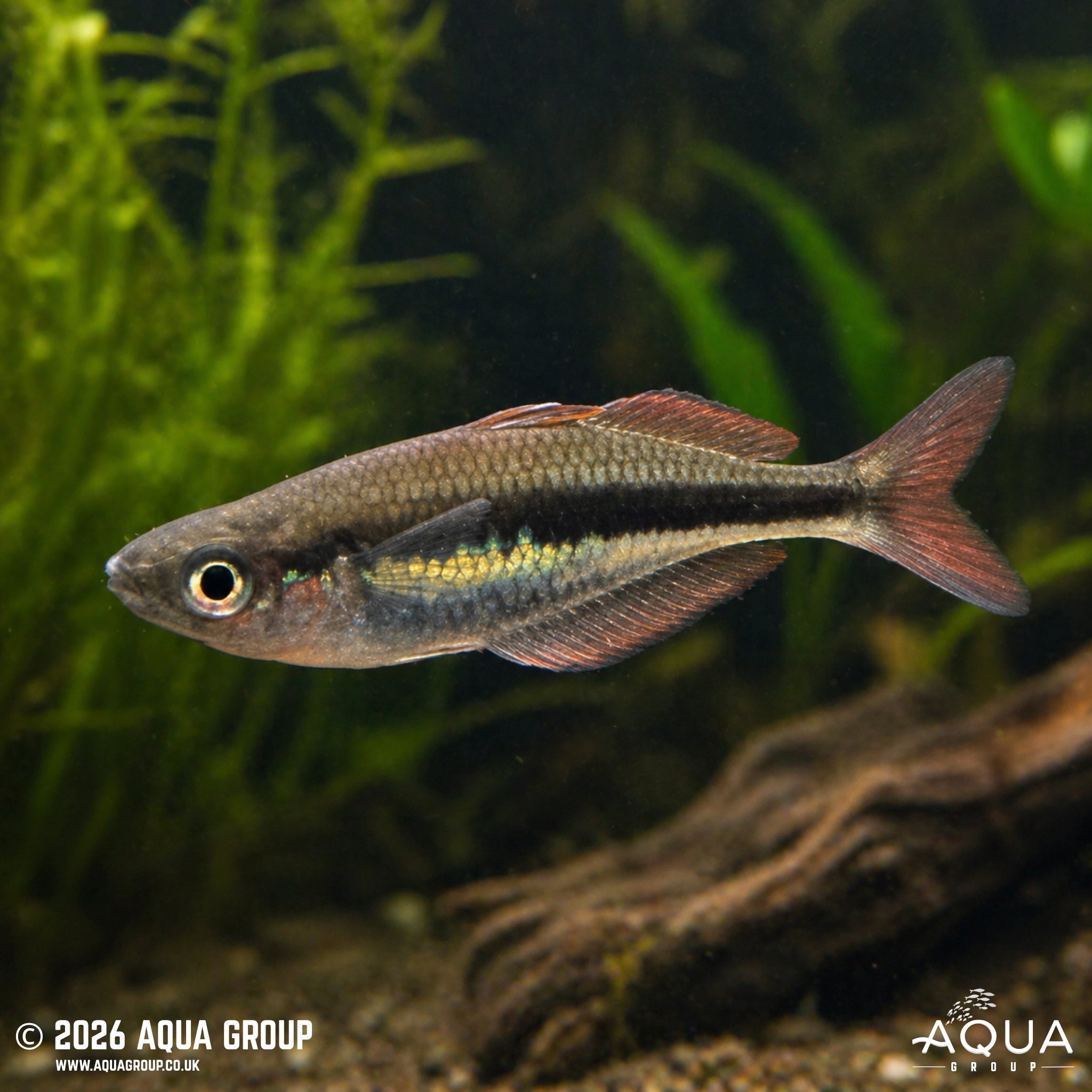 Wapoga Red Rainbowfish (Chilatherina alleni)