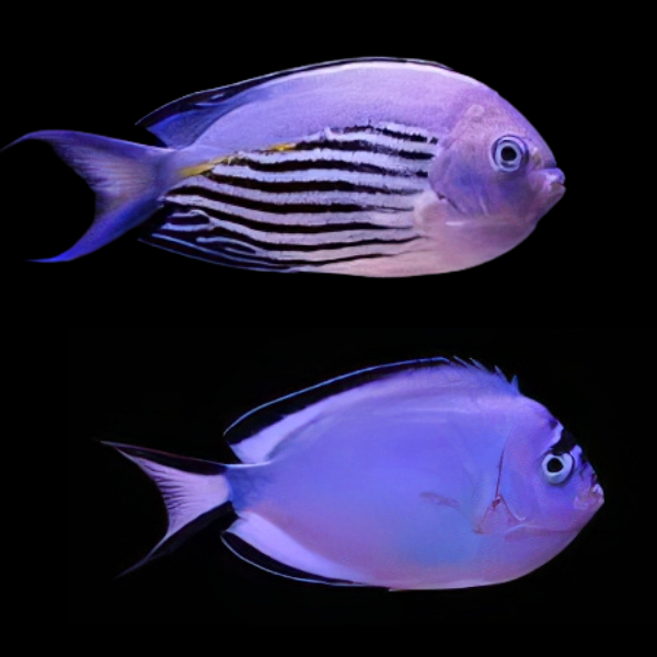 Pair Watanabei Angelfish Genicanthus Watanabei - Real Aquatics