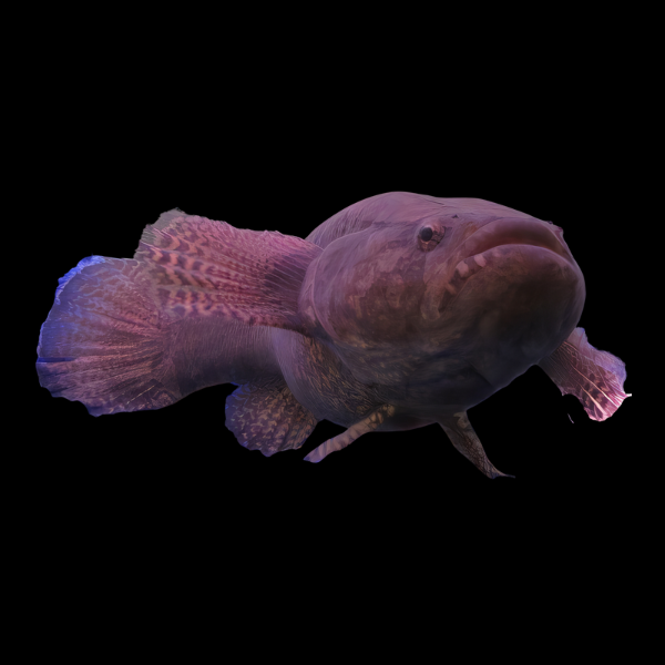 Water Cow Spotted Sleeper Goby Eleotris Picta 10cm - Real Aquatics