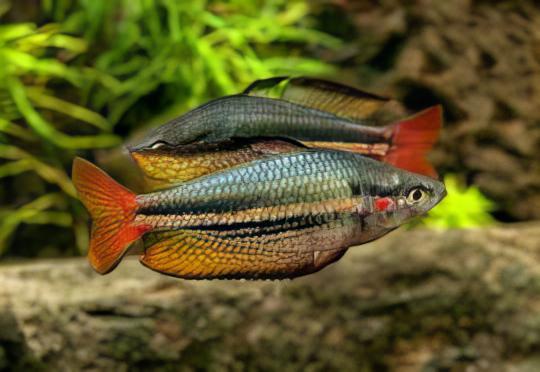 Western Rainbow Fish Melanotaenia Australis 5cm - Real Aquatics
