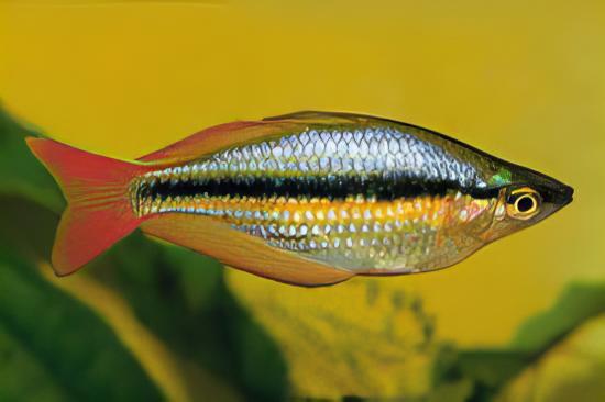 Western Rainbow Fish Melanotaenia Australis 5cm - Real Aquatics