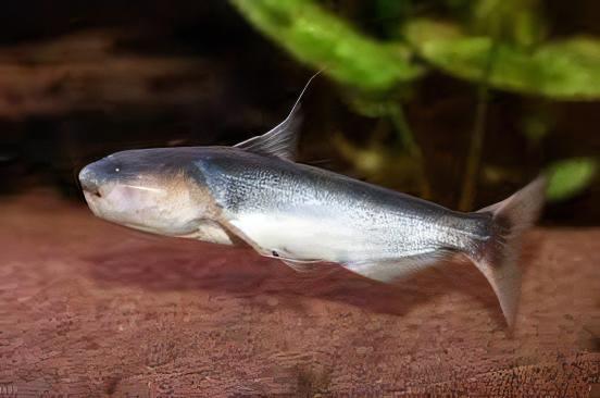 Whale Catfish Cetopsis Coecutiens 10cm - Real Aquatics