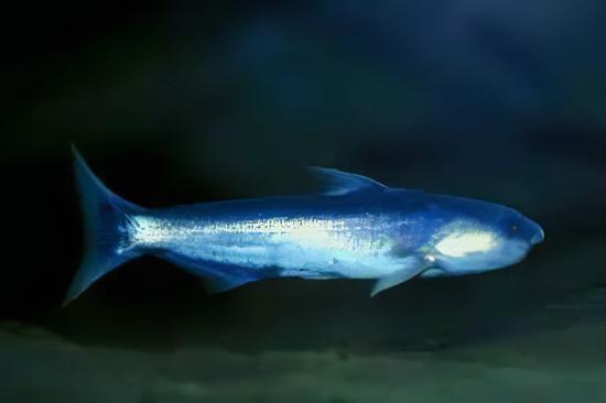 Whale Catfish Cetopsis Coecutiens 10cm - Real Aquatics