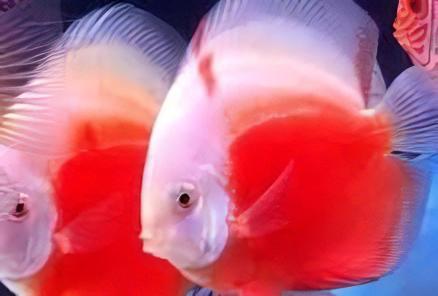 White And Red Discus - Real Aquatics