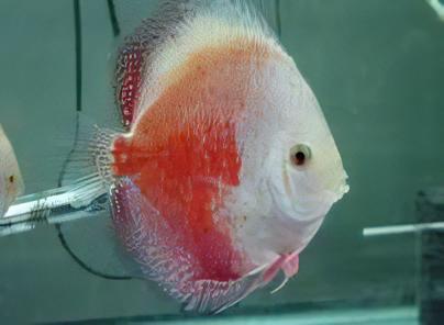 White And Red Discus - Real Aquatics