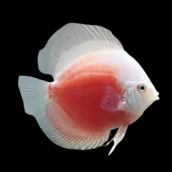 White And Red Discus - Real Aquatics
