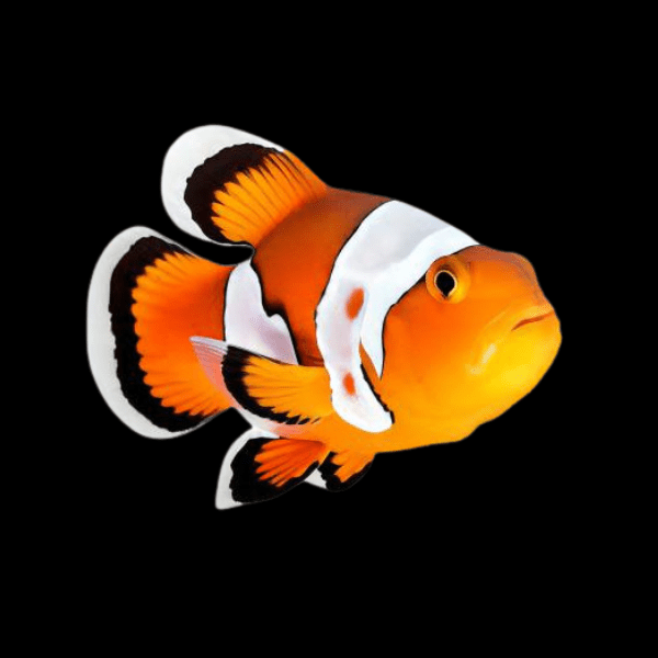 White Cap Minstrel Clownfish Amphiprion Ocellaris - Real Aquatics