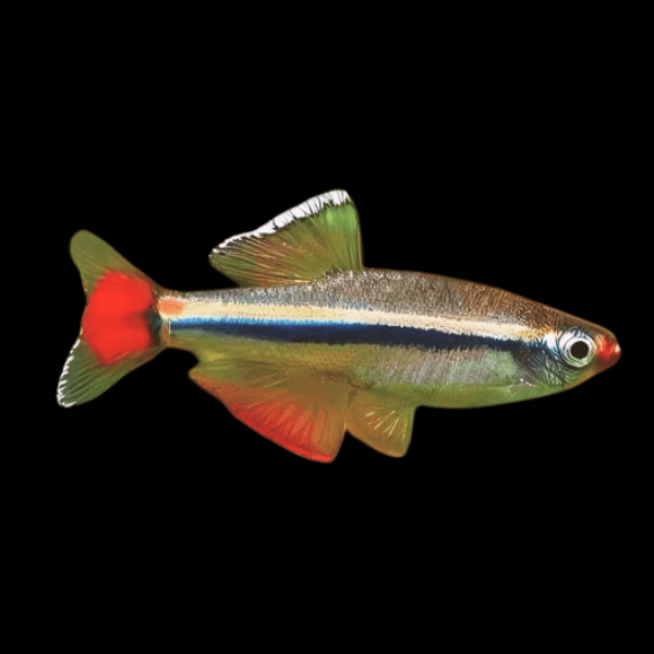 White Cloud Mountain Minnow Tanichthys Albonubes 3cm - Real Aquatics