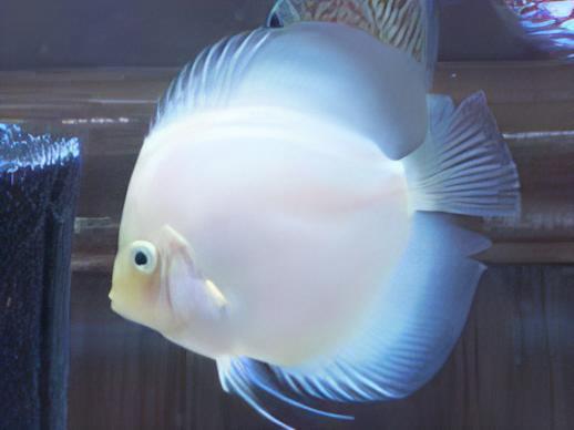 White Diamond Discus - Real Aquatics