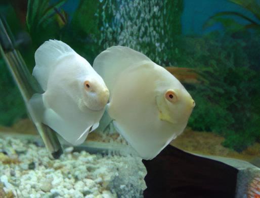 Snow White Discus - Real Aquatics
