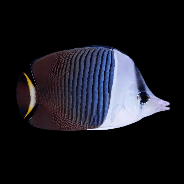 White Faced Butterfly Fish Chaetodon Mesoleucos - Real Aquatics