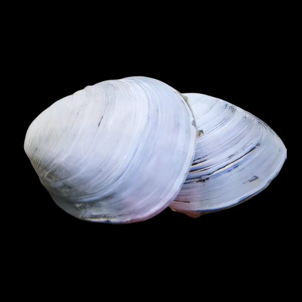 White Freshwater Clam Corbicula Fluminea 4cm - Real Aquatics