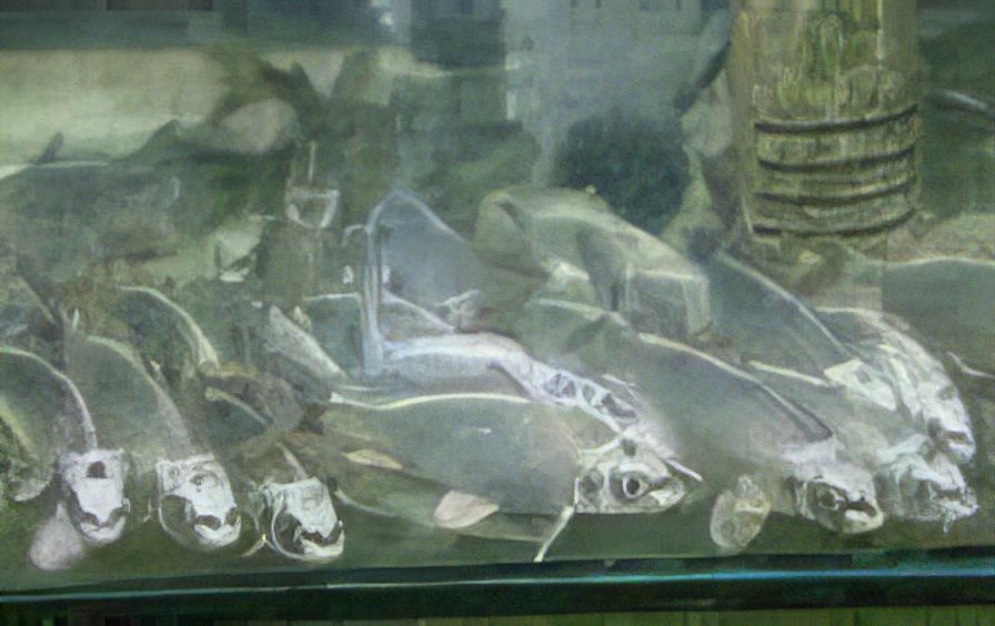 10 x White Ghost Koi Carp Cyprinus Carpio
