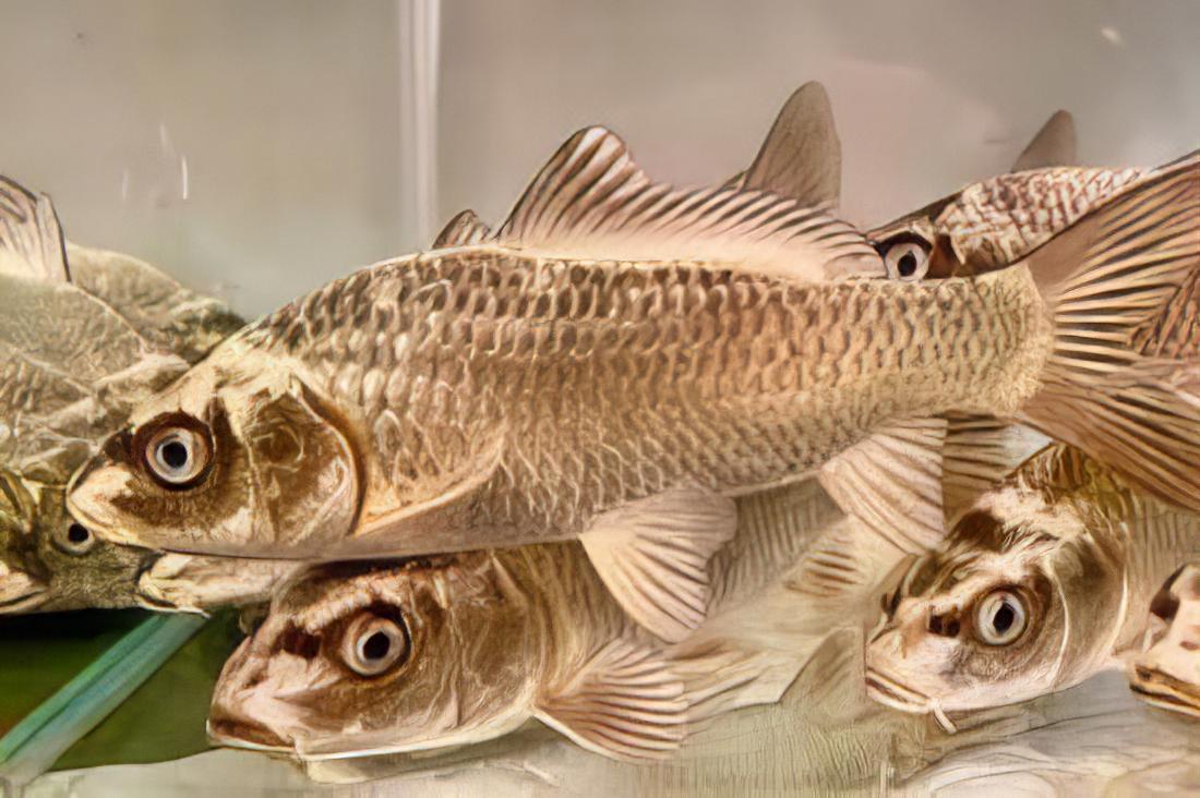 10 x White Ghost Koi Carp Cyprinus Carpio