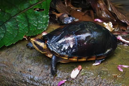 White Lipped Mud Turtle Kinosternon Leucostomum 15cm - Real Aquatics