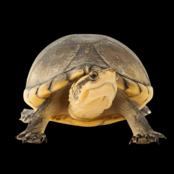 White Lipped Mud Turtle Kinosternon Leucostomum 15cm - Real Aquatics