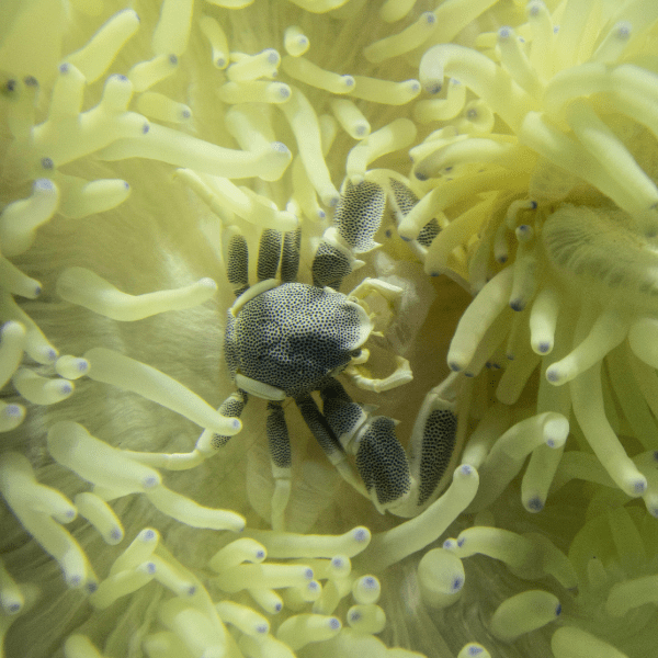 White Malu Anemone Heteractis Malu - Real Aquatics
