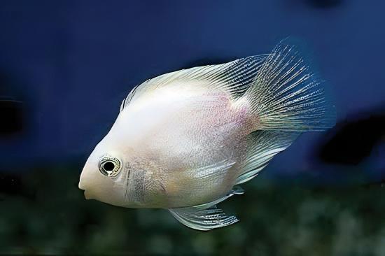 White Parrot Fish Hybrid Amphilophus Citrinellus Vieja Melanurus 5cm - Real Aquatics