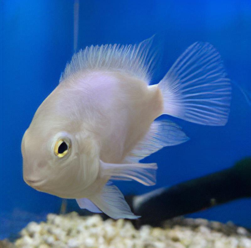 White Parrot Fish Hybrid Amphilophus Citrinellus Vieja Melanurus 5cm - Real Aquatics