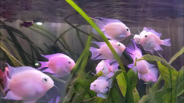 White Parrot Fish Hybrid Amphilophus Citrinellus Vieja Melanurus 5cm - Real Aquatics
