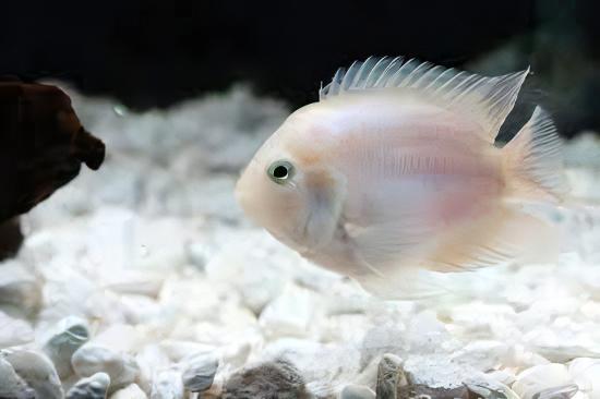 White Parrot Fish Hybrid Amphilophus Citrinellus Vieja Melanurus 5cm - Real Aquatics