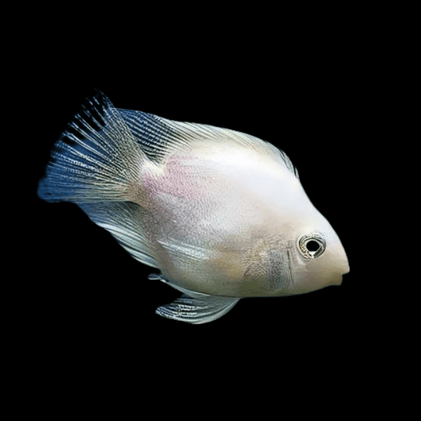 White Parrot Fish Hybrid Amphilophus Citrinellus Vieja Melanurus 5cm - Real Aquatics
