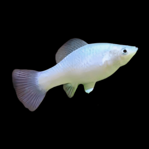 White Platy Xiphophorus Maculatus 3cm - Real Aquatics