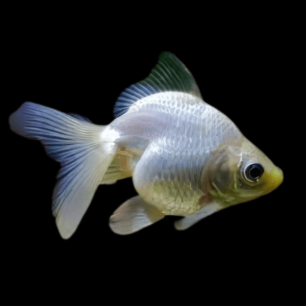 White Ryukin Goldfish Carassius Auratus - Real Aquatics