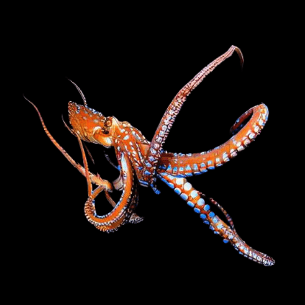 White Spotted Octopus Octopus Macropus - Real Aquatics