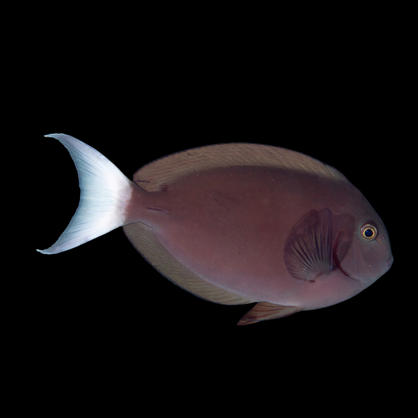 White Tail Tang Acanthurus Thompsoni - Real Aquatics