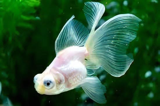 White Telescope Butterfly Moor Goldfish Carassius Auratus - Real Aquatics