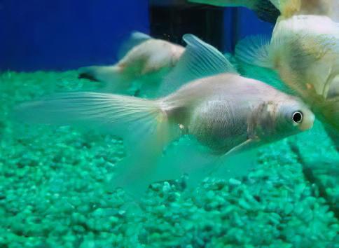 White Telescope Butterfly Moor Goldfish Carassius Auratus - Real Aquatics