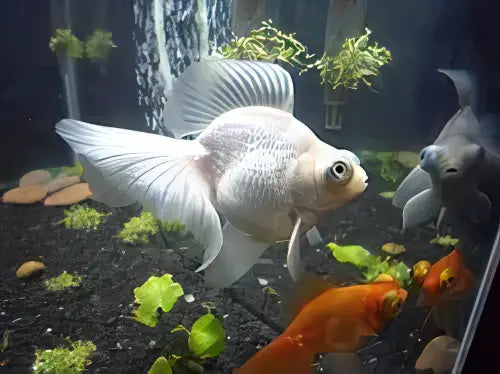 Assorted Telescope Butterfly Moor Goldfish Carassius Auratus