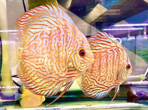White Tiger Discus - Real Aquatics