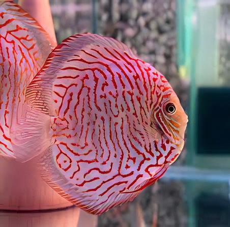 White Tiger Discus - Real Aquatics