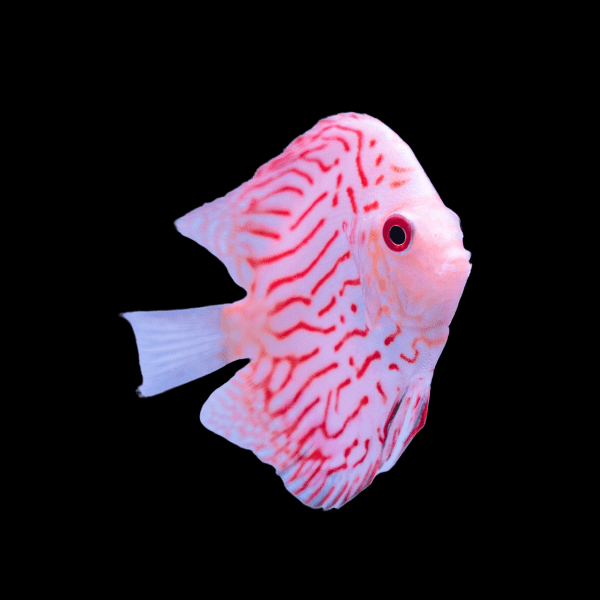 White Tiger Discus - Real Aquatics