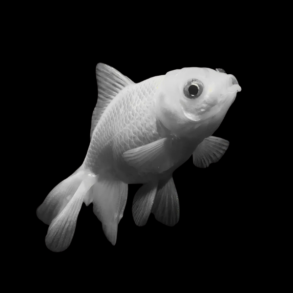 White Wakin Goldfish - Real Aquatics