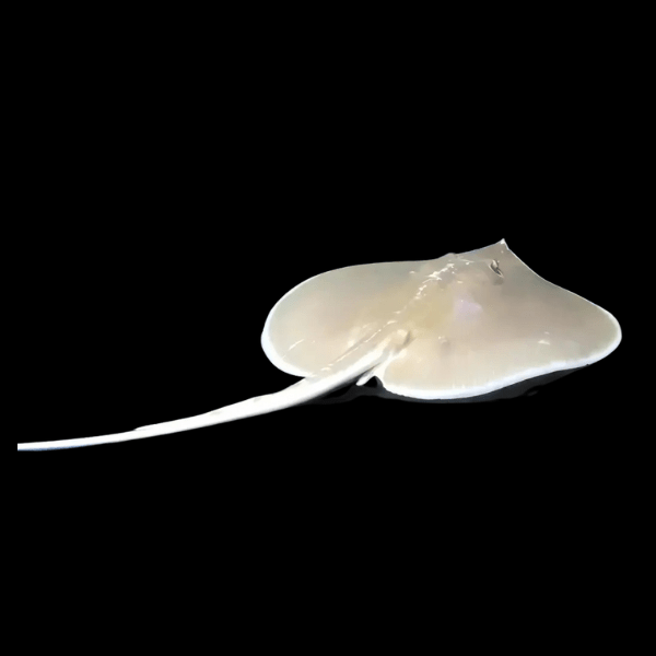 White Whiptail Sting Ray Himantura Signifer 30cm - Real Aquatics