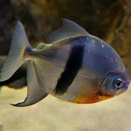 Black Banded Pacu Wide Bar Dollar Myleus Schomburgkii 5cm - Real Aquatics
